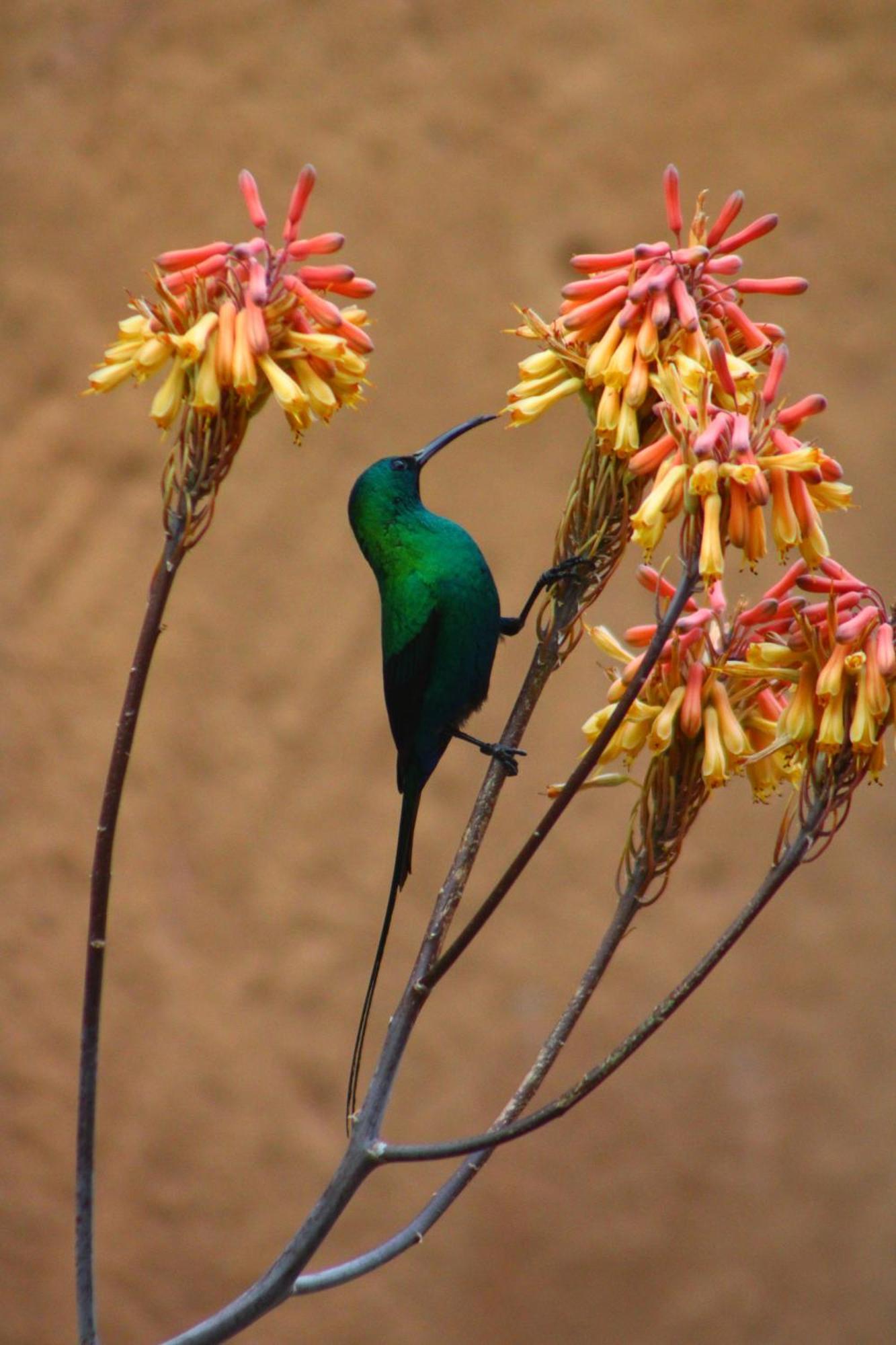 Bosch Luys Kloof Nature Reserve Ladismith Bagian luar foto