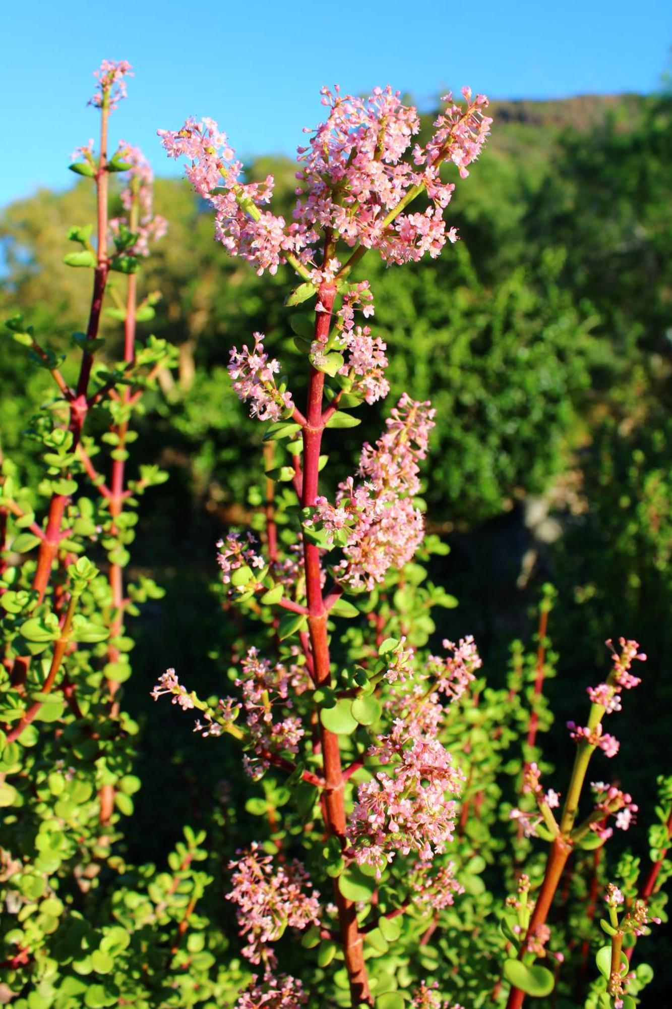 Bosch Luys Kloof Nature Reserve Ladismith Bagian luar foto