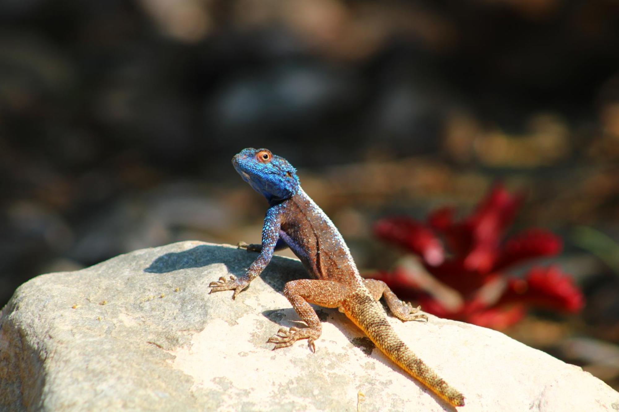 Bosch Luys Kloof Nature Reserve Ladismith Bagian luar foto
