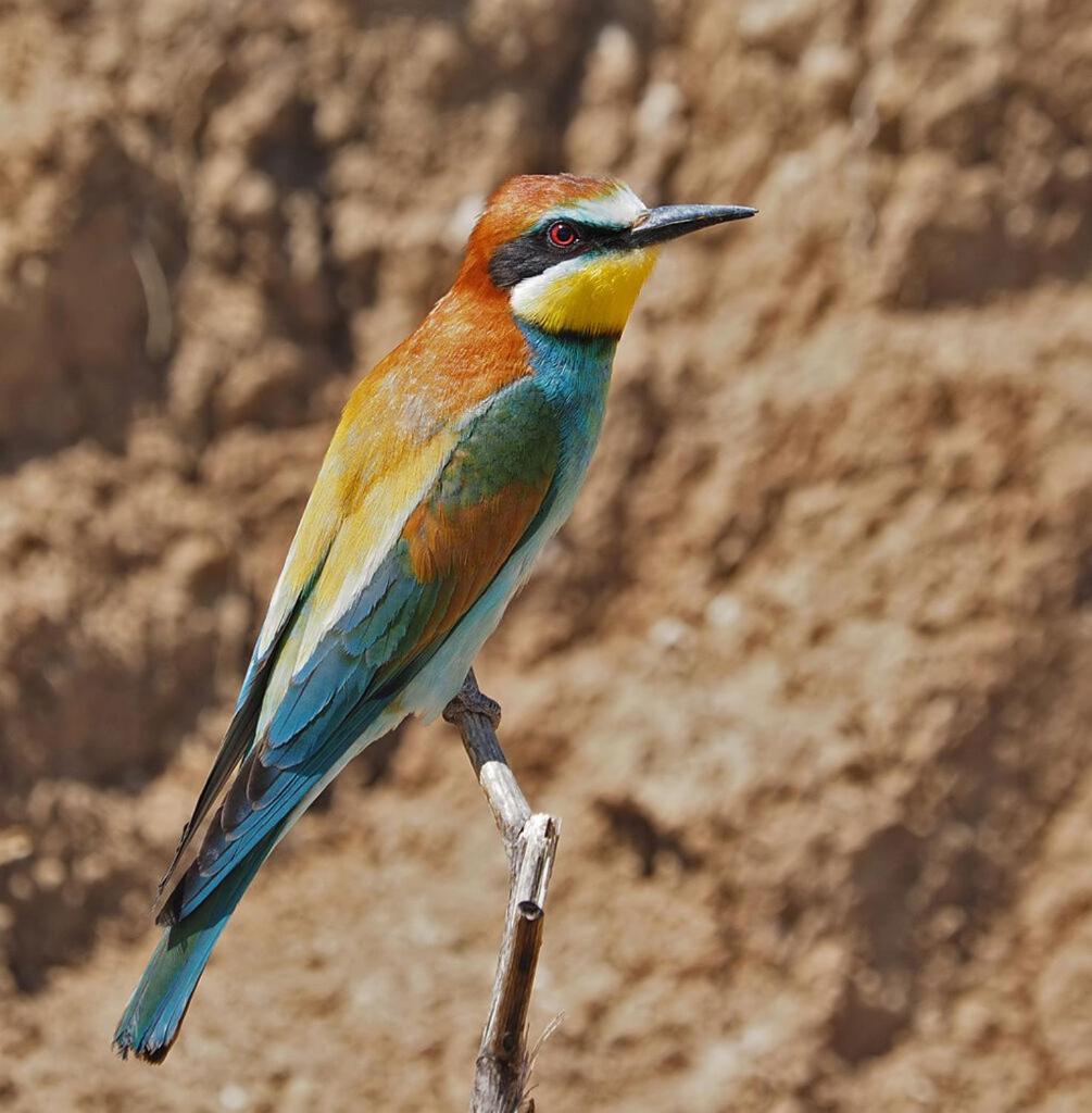 Bosch Luys Kloof Nature Reserve Ladismith Bagian luar foto