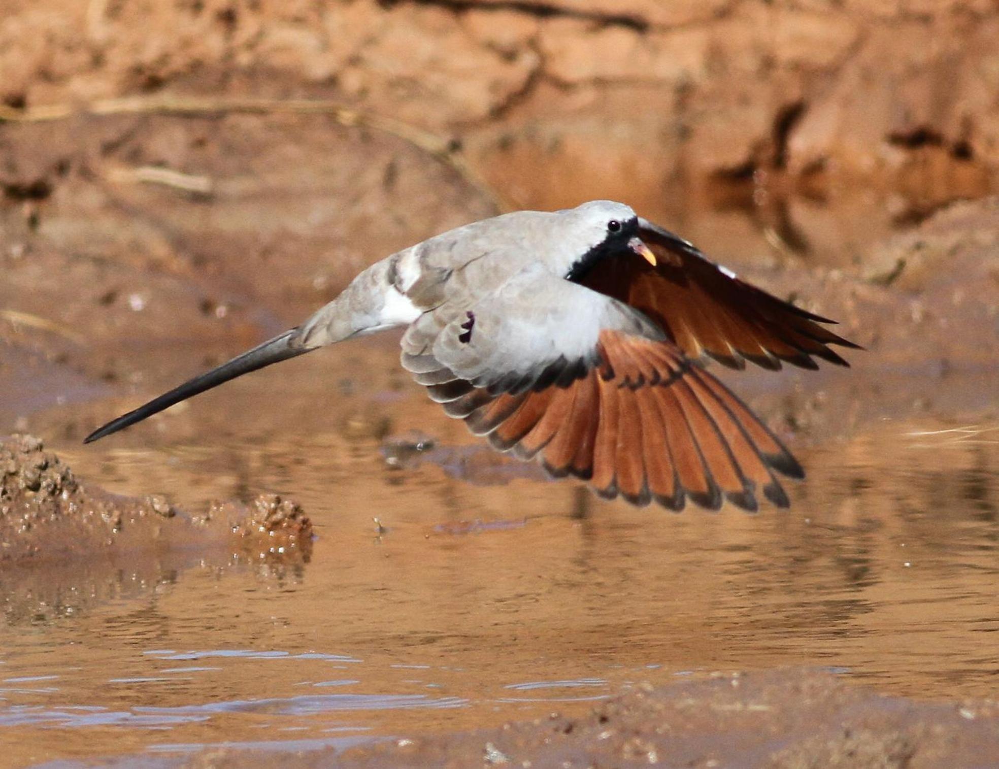 Bosch Luys Kloof Nature Reserve Ladismith Bagian luar foto