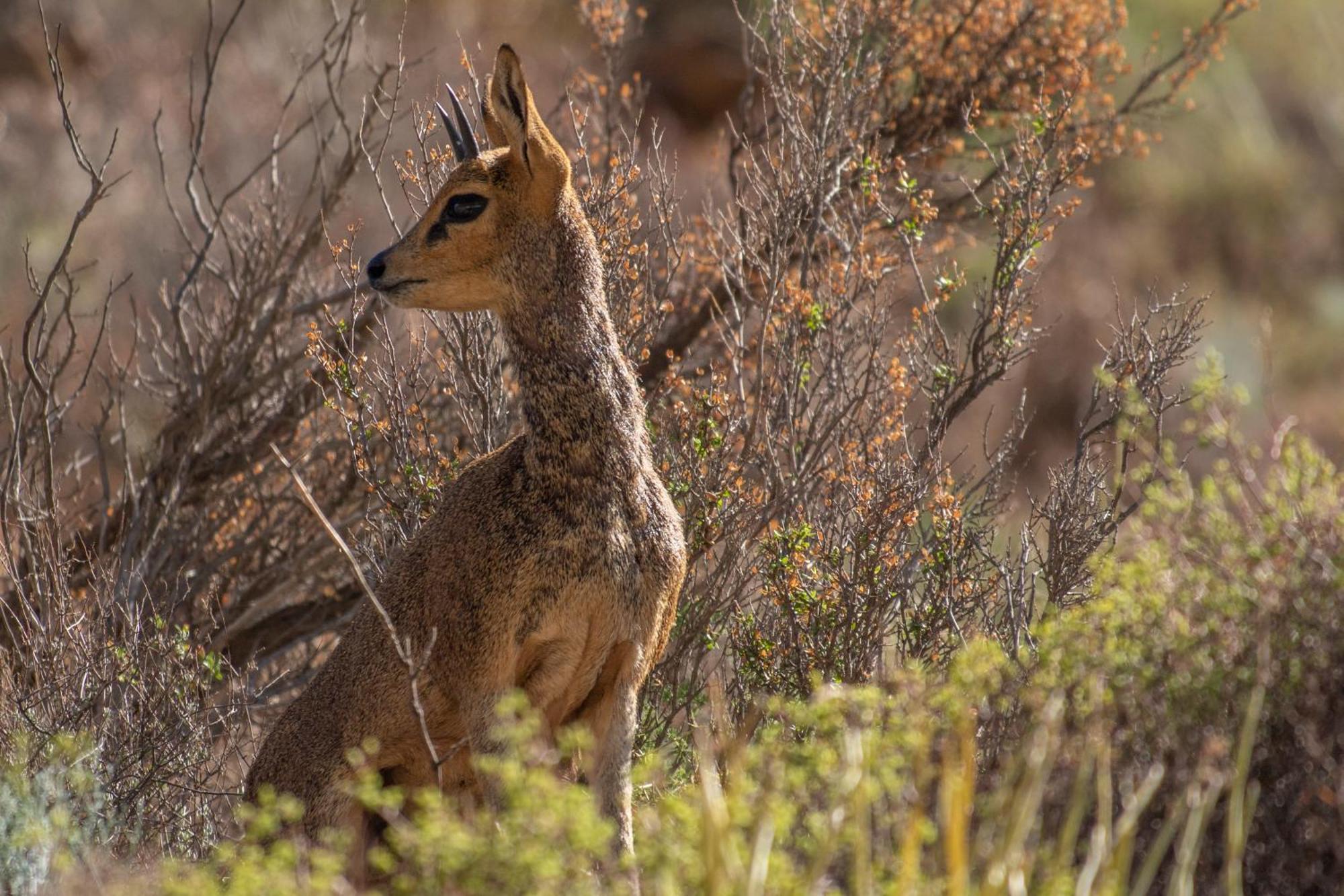 Bosch Luys Kloof Nature Reserve Ladismith Bagian luar foto