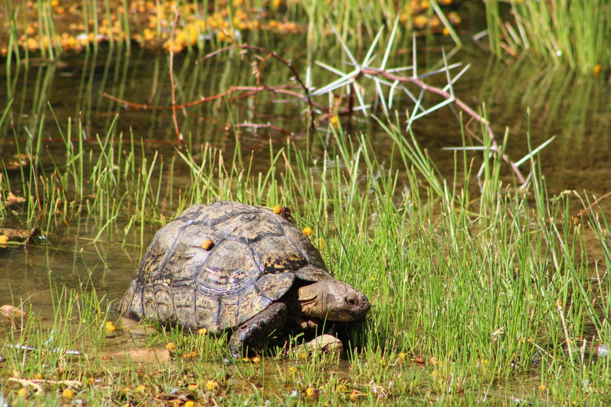 Bosch Luys Kloof Nature Reserve Ladismith Bagian luar foto