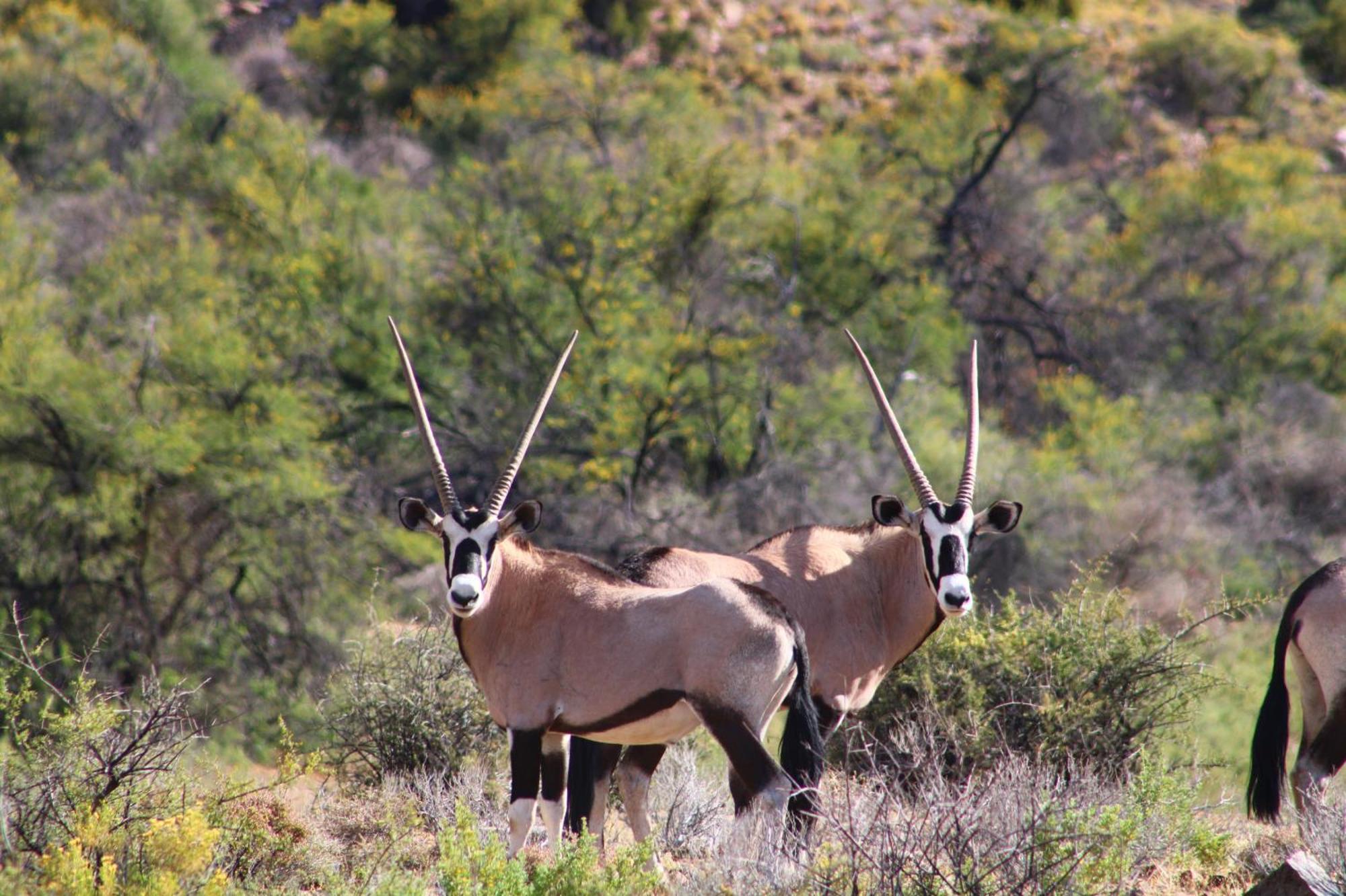Bosch Luys Kloof Nature Reserve Ladismith Bagian luar foto
