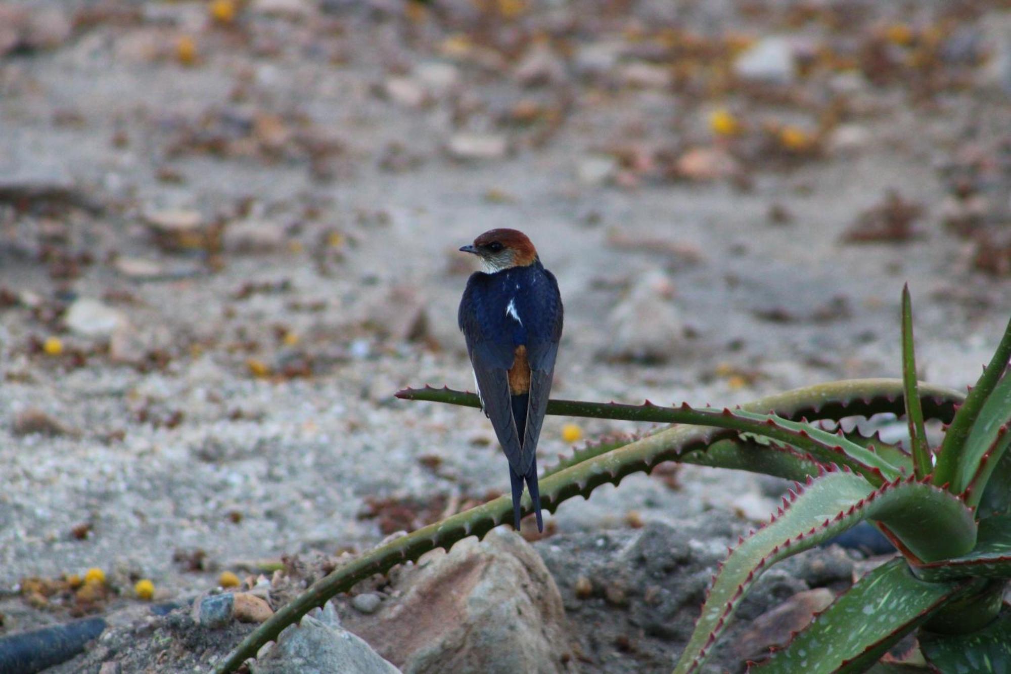 Bosch Luys Kloof Nature Reserve Ladismith Bagian luar foto